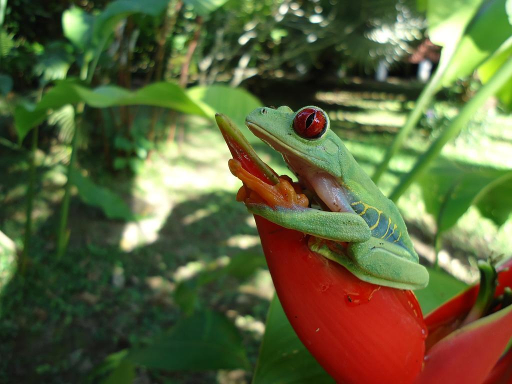 Cabinas Iguana Кахуіта Екстер'єр фото